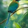 Momot cernolici - Momotus lessonii - Blue-diademed Motmot o5069_2